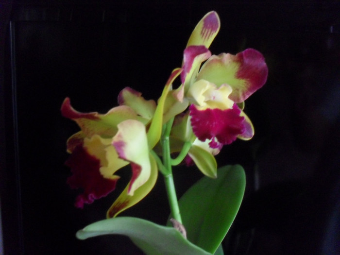 SDC19229 - cattleya