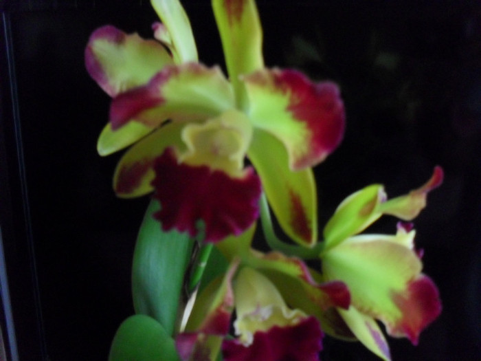 SDC19231 - cattleya