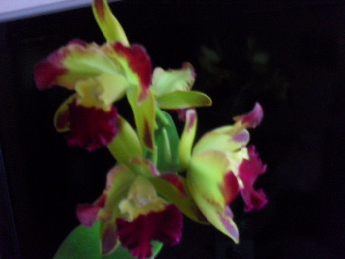 SDC19233 - cattleya