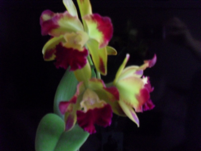 SDC19234 - cattleya