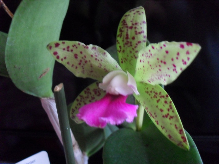 SDC19263 - cattleya