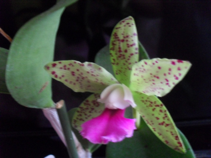 SDC19264 - cattleya