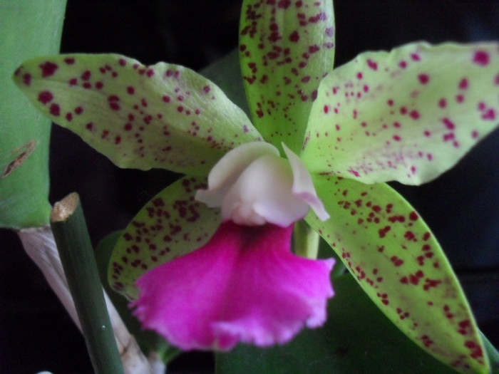 SDC19265 - cattleya