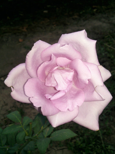 Photo0829 - valul III de inflorire