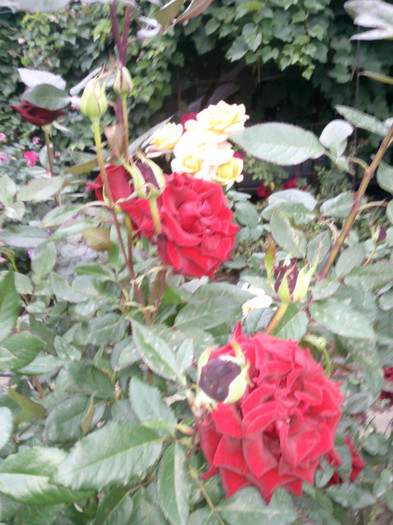 Photo0838 - valul III de inflorire