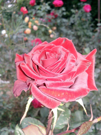 Photo0841 - valul III de inflorire