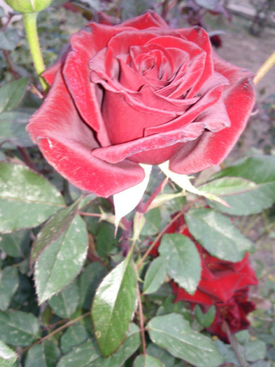 Photo0843 - valul III de inflorire