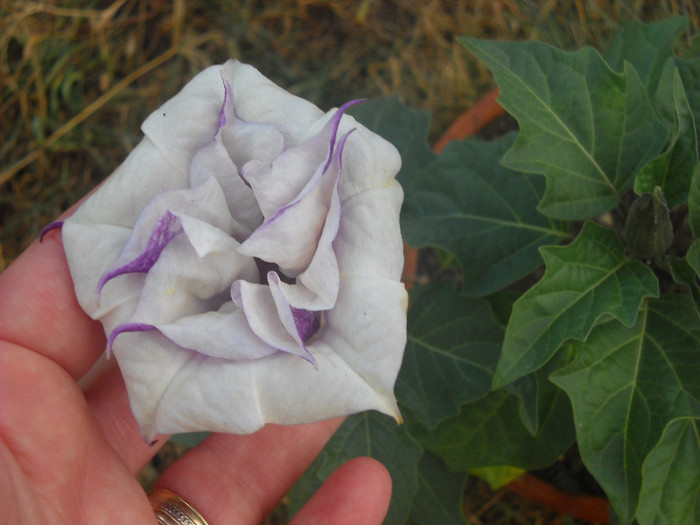 19.09.2012 - Datura-2012-2020 Bugmanisia