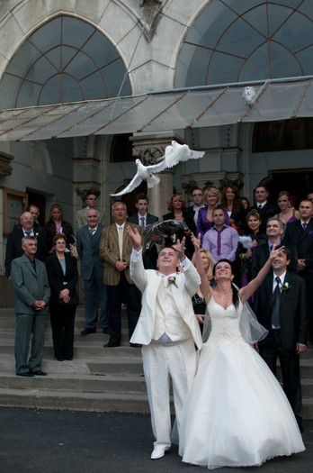 porumbei albi pentru nunta Timisoara