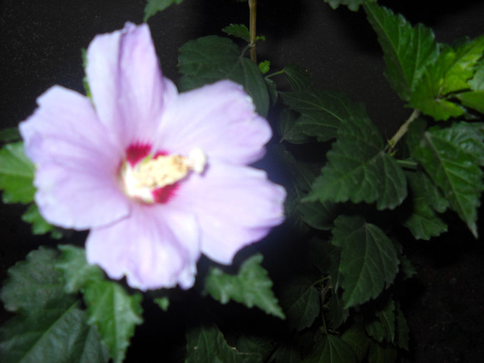 19.09.2012>Syriacus de gradina