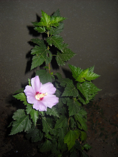 007>Prima floare in 2012