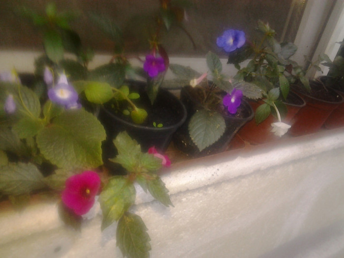 2012-09-12 18.16.39 - achimenes