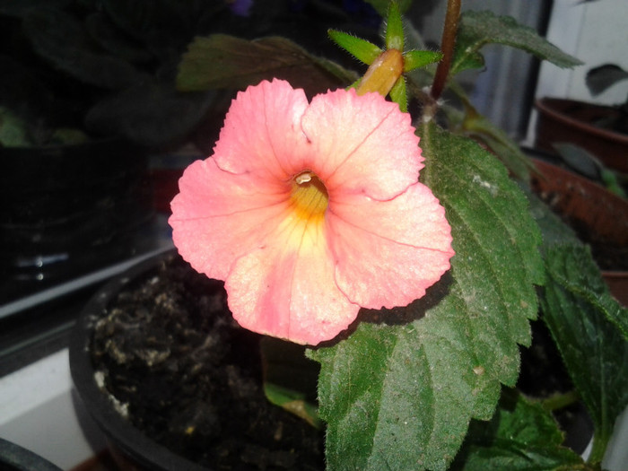 2012-09-18 09.28.45 - achimenes