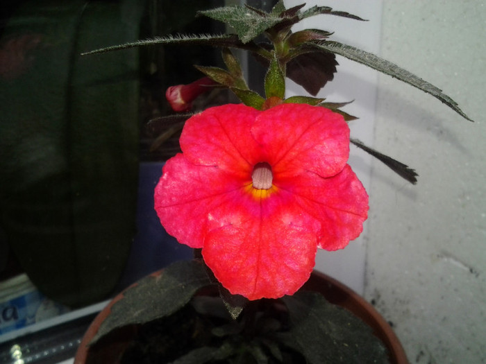 2012-09-18 09.28.53 - achimenes