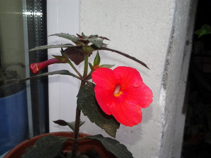 2012-09-18 09.29.01 - achimenes