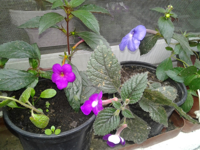 2012-09-18 09.29.10 - achimenes