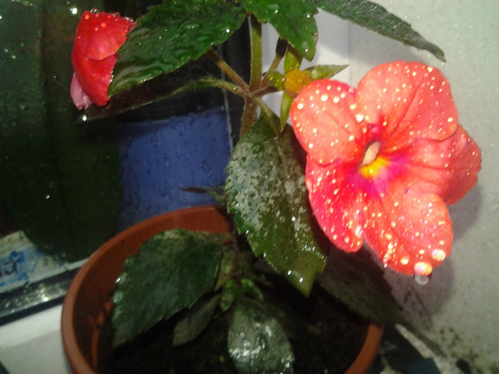 2012-09-20 12.49.01 - achimenes