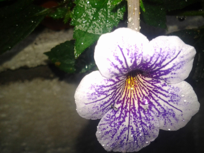 2012-09-20 12.49.06 - achimenes