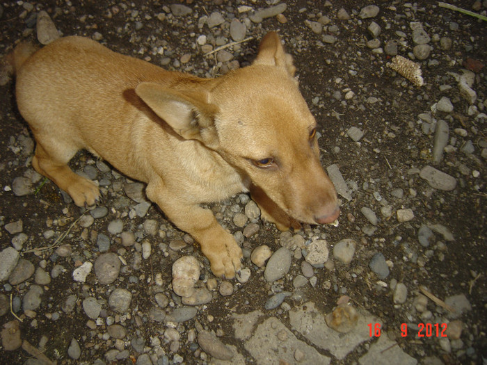 Picture 444 - 0 GOSPODARIA NOASTRA