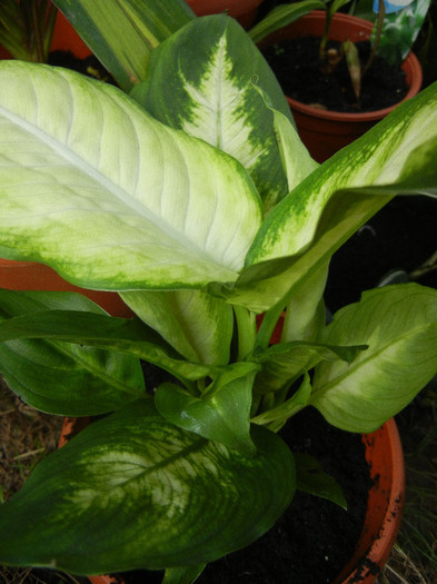 Dieffenbachia maculata (2012, Aug.25) - Dieffenbachia maculata