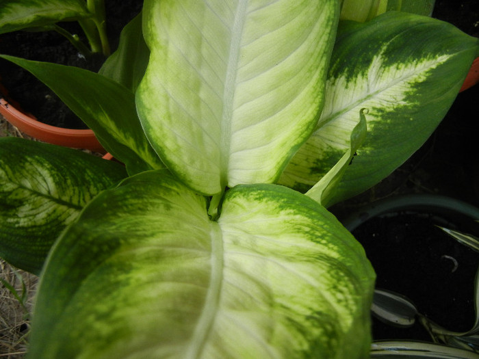 Dieffenbachia maculata (2012, Aug.25) - Dieffenbachia maculata