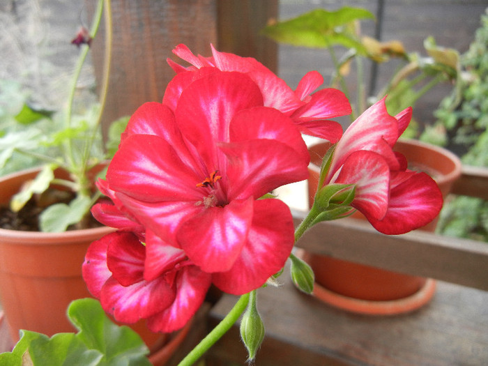 Ivy geranium Lia (2012, Sep.19)