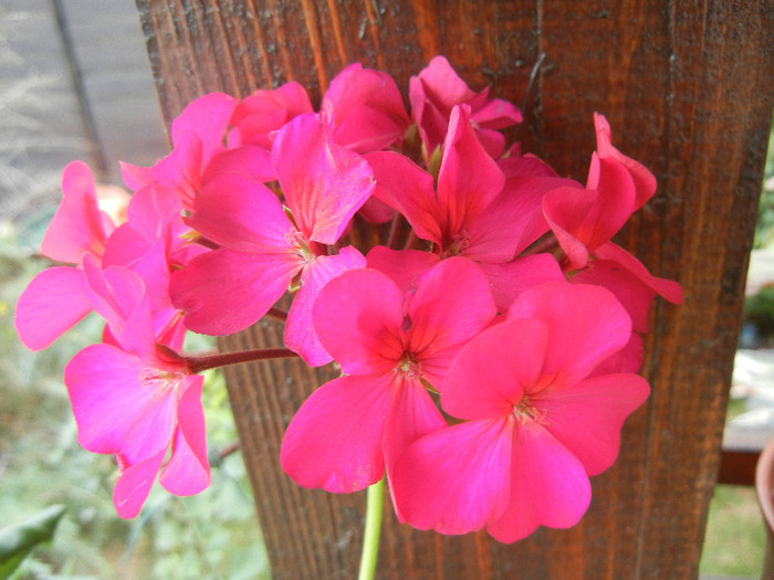 Cyclamen Lia Geranium (2012, Sep.19)