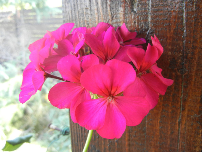 Cyclamen Lia Geranium (2012, Sep.20)