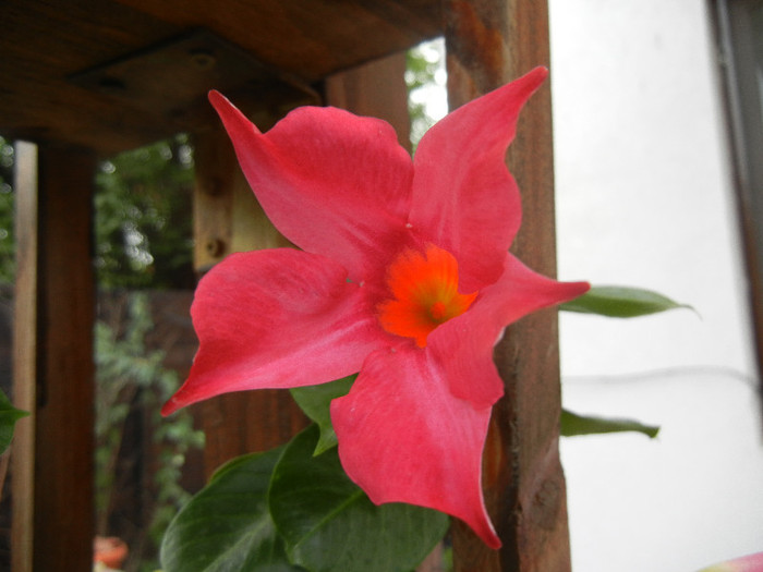 Mandevilla Summer Bell Red (`12, Sep.14)