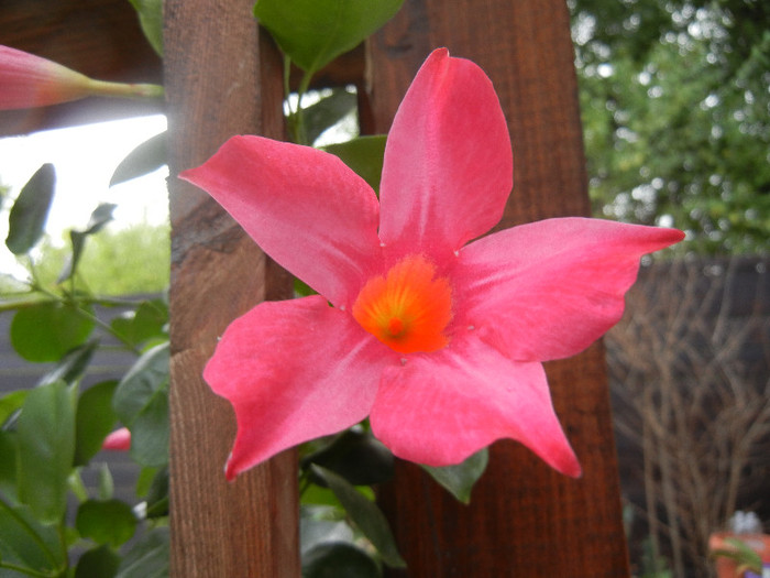 Mandevilla Summer Bell Red (`12, Sep.14)