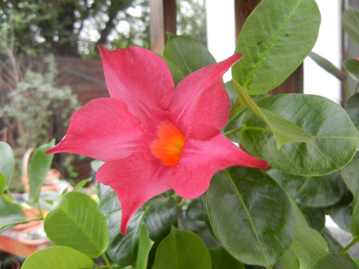 Mandevilla Summer Bell Red (`12, Sep.16)