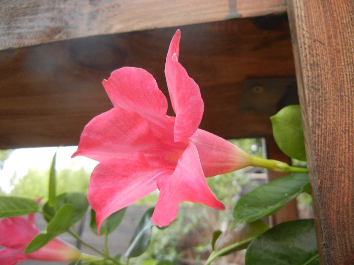 Mandevilla Summer Bell Red (`12, Sep.16) - Mandevilla Summer Bell Red