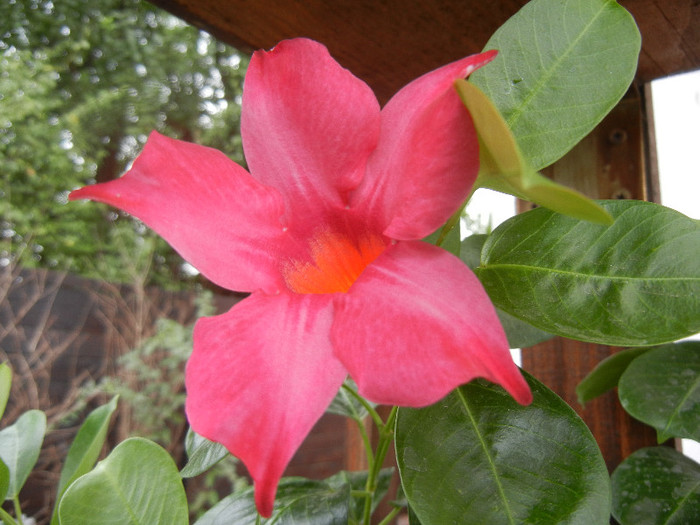 Mandevilla Summer Bell Red (`12, Sep.19)