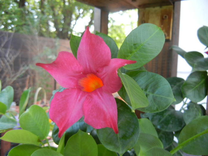 Mandevilla Summer Bell Red (`12, Sep.20)