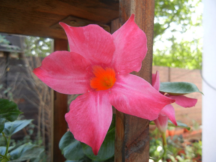 Mandevilla Summer Bell Red (`12, Sep.20) - Mandevilla Summer Bell Red