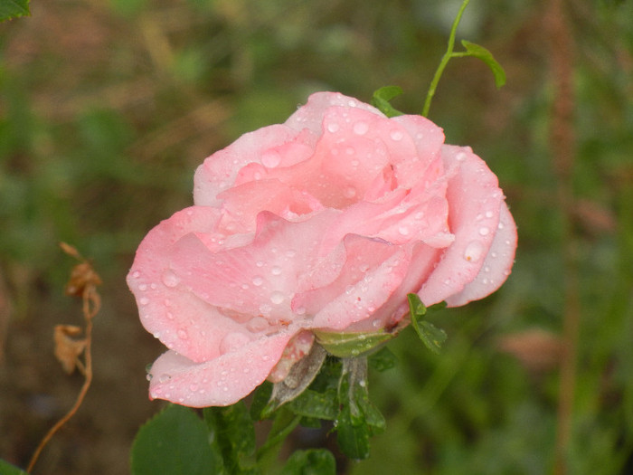 Rose Queen Elisabeth (2012, Sep.14)