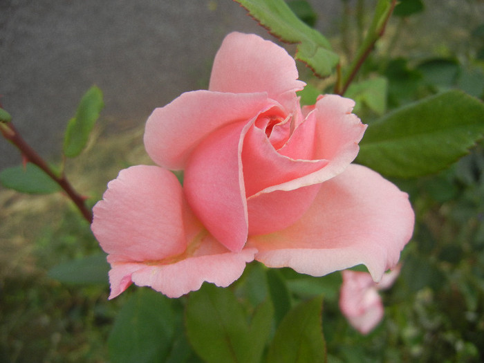 Rose Queen Elisabeth (2012, Sep.16) - Rose Queen Elisabeth