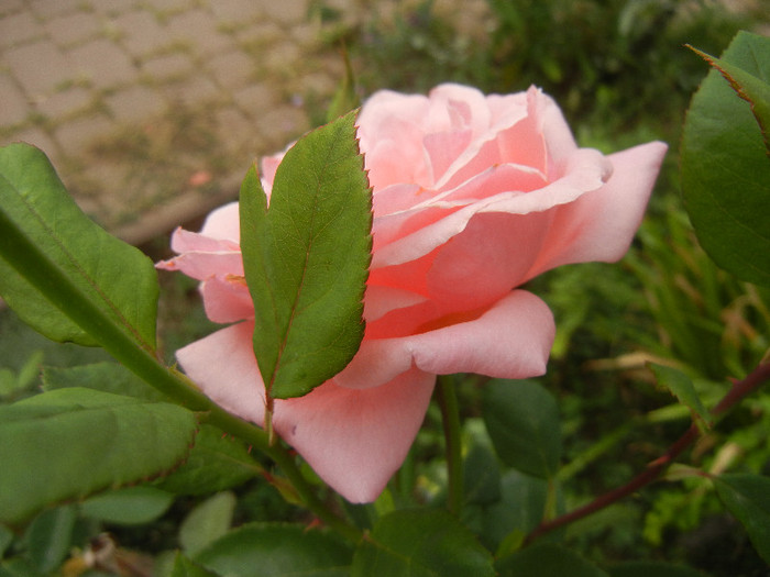 Rose Queen Elisabeth (2012, Sep.18)