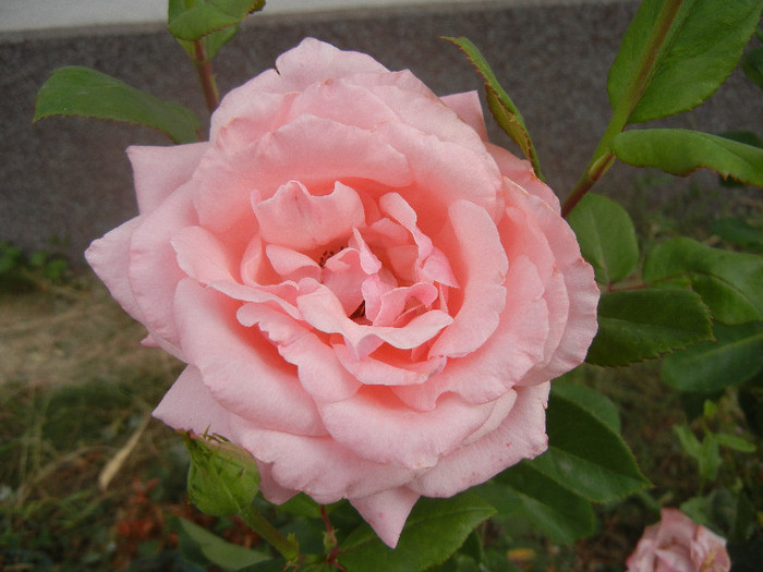 Rose Queen Elisabeth (2012, Sep.19)