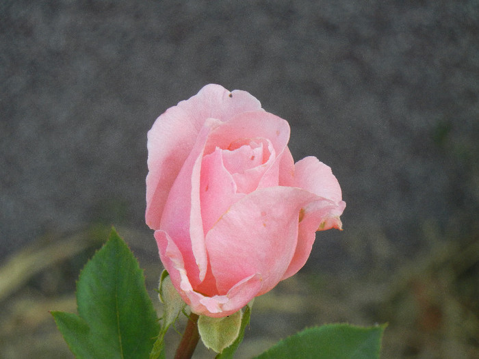 Rose Queen Elisabeth (2012, Sep.20)