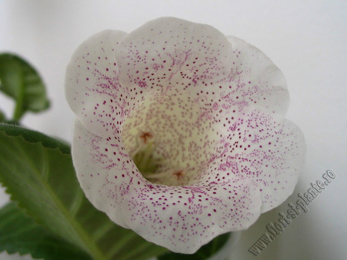 Gloxinia Jolly Rain; 2012
