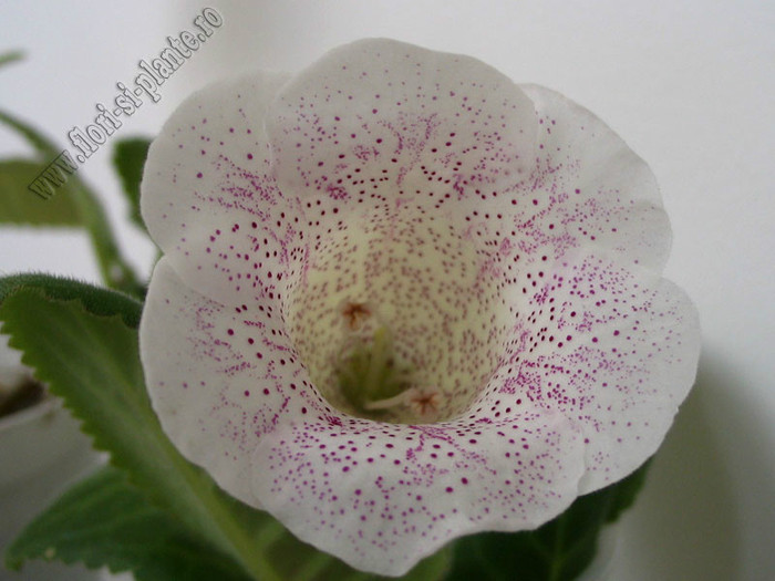 Gloxinia Jolly Rain; 2012
