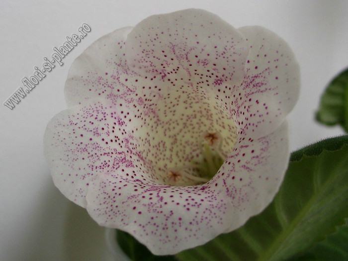 Gloxinia Jolly Rain; 2012

