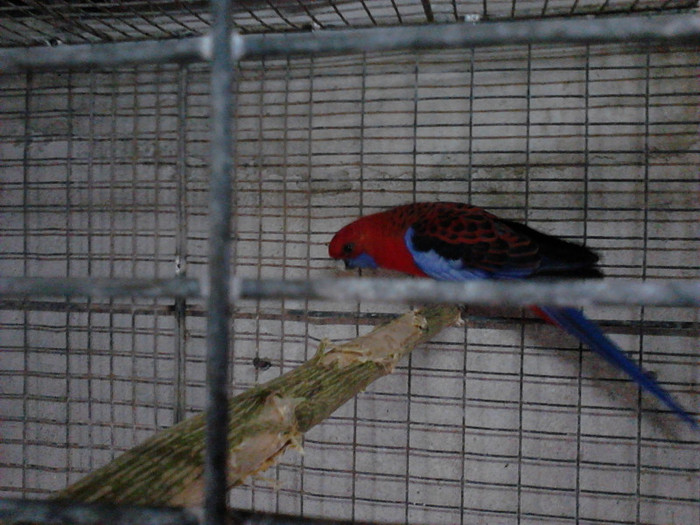 IMG022 - ROSELLA PENANT 2011