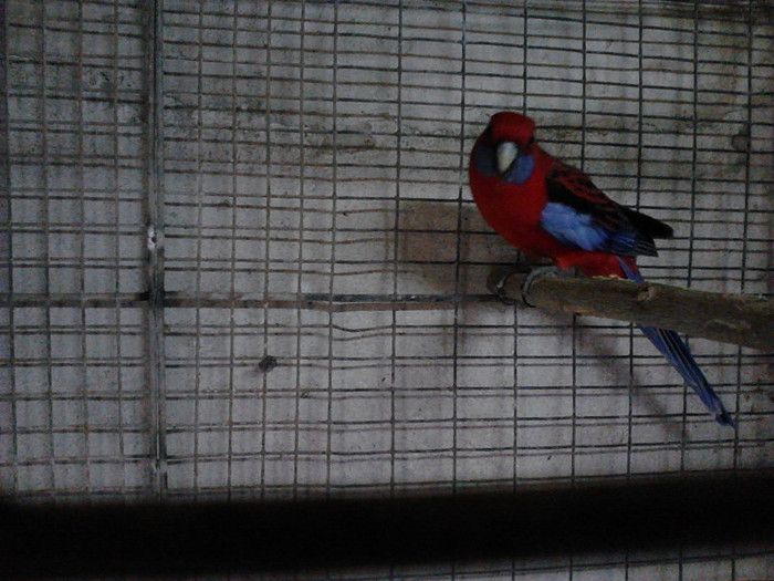 IMG024 - ROSELLA PENANT 2011