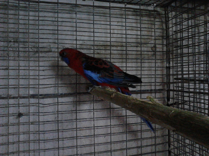 IMG029 - ROSELLA PENANT 2011