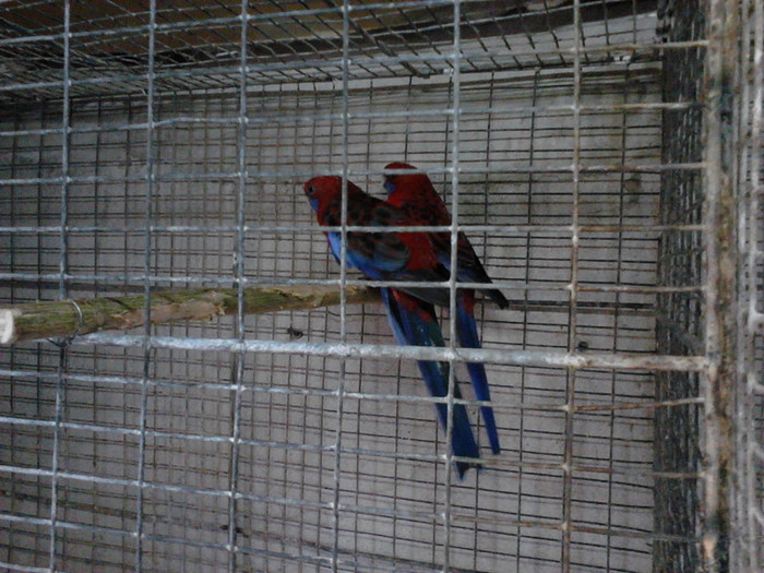 IMG030 - ROSELLA PENANT 2011