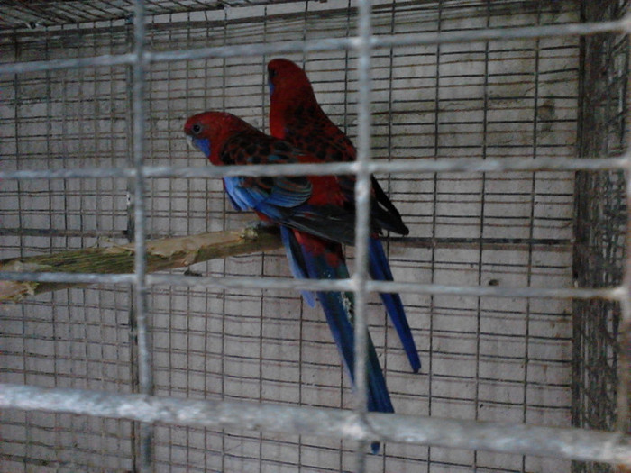 IMG031 - ROSELLA PENANT 2011