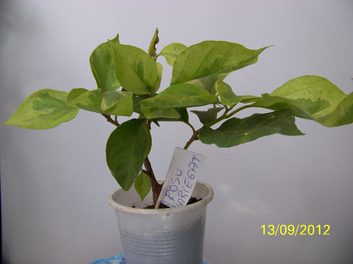 367_8654 - bouga rosie variegata 2012-2013