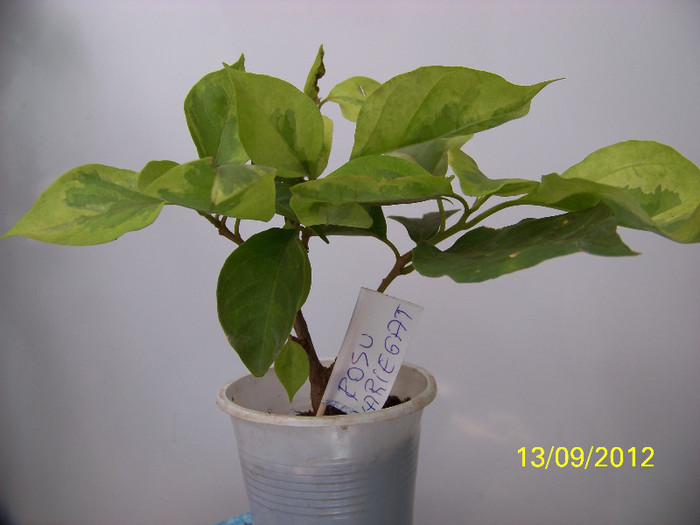 367_8655 - bouga rosie variegata 2012-2013